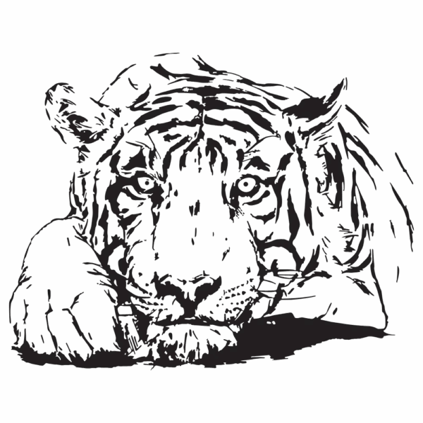 Tigre - Imagen 2