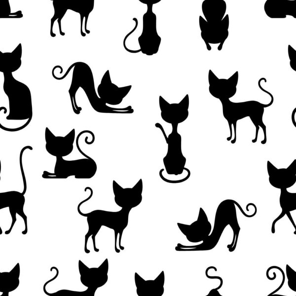 Gatos - Imagen 2